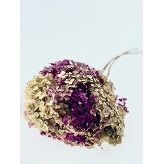 Casa Alegria Pink green preserved Hydrangea Cabeza flowers | Length ± 50 centimetres | Weight ± 50 grams