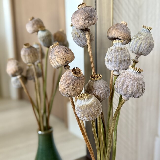 Papaver Somniferum XL fleurs séchées | Longueur ± 65 centimètres | Par 10 tiges