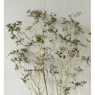 Dutch Dried Natural green Anethum Dill dried flowers | Length ± 90 centimetres | Weight ± 150 grams