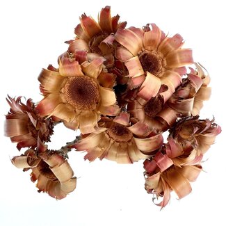 Dutch Dried Naturel bruin rode Protea Nerifolia droogbloemen | Lengte ± 35 centimeter | Per 10 stuks