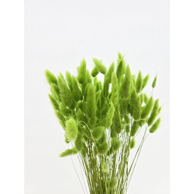 Light green Lagurus dried flowers | Length ± 65 centimetres | Weight ± 100 grams