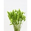 Lichtgroene Lagurus droogbloemen | Lengte ± 65 centimeter | Gewicht ± 100 gram