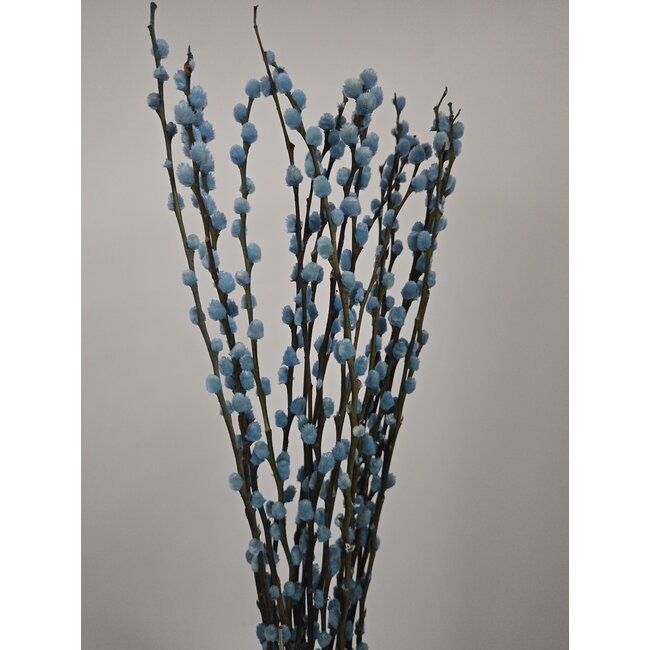 Light blue Salix catkins | Length ± 70 centimetres | Per 10 branches
