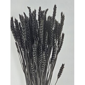 Dutch Dried Black Triticum - Wheat dried flowers | Length ± 70 centimetres | Weight ± 175 grams