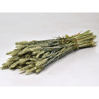 Dutch Dried Naturel groene Triticum - Tarwe droogbloemen | Lengte ± 70 centimeter | Gewicht ± 175 gram