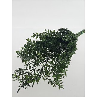 Casa Alegria Green preserved Ruscus dried flowers | Length ± 65 centimetres | Weight ± 100 grams