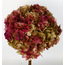 Green-red preserved Hydrangea | Length ± 40 centimetres | Weight ± 50 grams