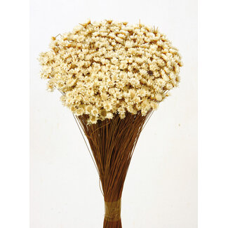 Casa Alegria White natural Glixia dried flowers | Length ± 50 centimetres | Weight ± 50 grams