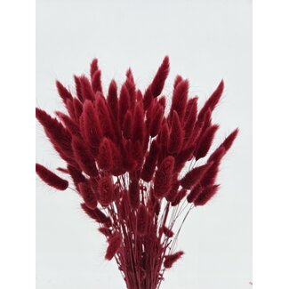Dolce Vita Ruby-red Lagurus dried flowers | Length ± 65 centimetres | Weight ± 100 grams