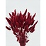 Ruby-rode Lagurus droogbloemen | Lengte ± 65 centimeter | Gewicht ± 100 gram