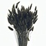 Lagurus noir fleurs séchées | Longueur ± 65 centimètres | Poids ± 100 grammes
