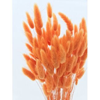 Dolce Vita Orange Lagurus dried flowers | Length ± 65 centimetres | Weight ± 100 grams
