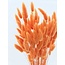 Oranje Lagurus droogbloemen | Lengte ± 65 centimeter | Gewicht ± 100 gram