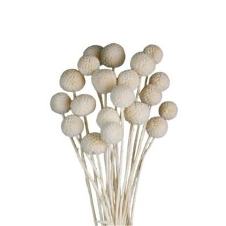 Casa Alegria White bleached Craspedia dried flowers | Length ± 50 centimetres | Per 20 stems