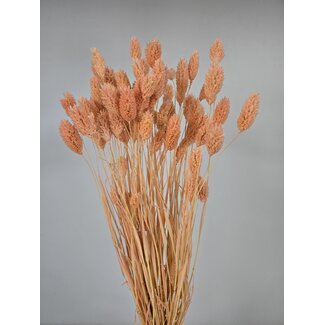 Dutch Dried Salmon-coloured Phalaris dried flowers | Length ± 65 centimetres | Weight ± 150 grams