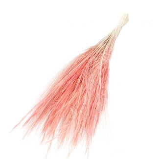 Dutch Dried Pink Barba de Bode dried flowers | Length ± 55 centimetres | Weight ± 50 grams