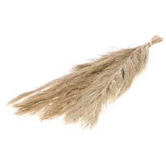 Dutch Dried Natural brown Date Jhat dried flowers | Length ± 65 centimetres | Weight ± 100 grams