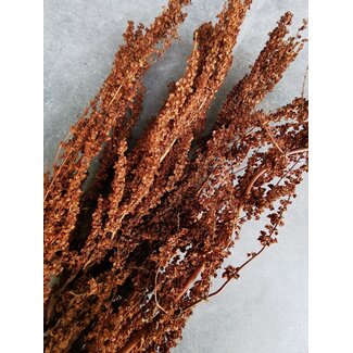 Dutch Dried Natural brown Palak Stick dried flowers | Length ± 70 centimetres | Weight ± 100 grams
