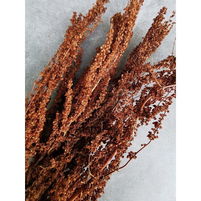 Natural brown Palak Stick dried flowers | Length ± 70 centimetres | Weight ± 100 grams