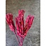 Red - pink Protea Repens dried flowers | Length ± 40 centimetres | Per 3 stems