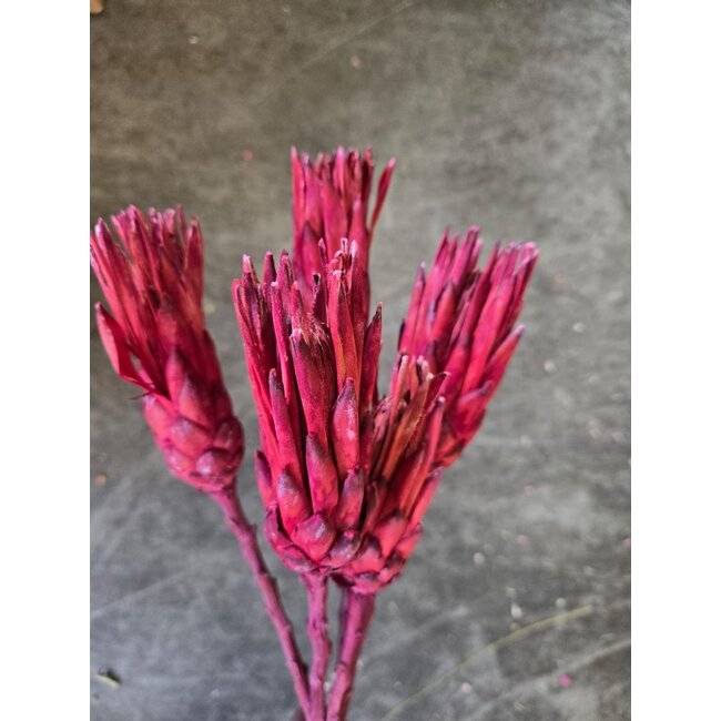 Rote - rosa Protea Repens Trockenblumen | Länge ± 40 Zentimeter | Pro 3 Zweige