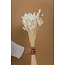 White bleached Lagurus dried flowers | Length ± 65 centimetres | Weight ± 100 grams