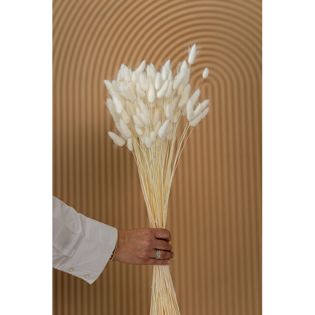 Wit gebleekte Lagurus droogbloemen | Lengte ± 65 centimeter | Gewicht ± 100 gram