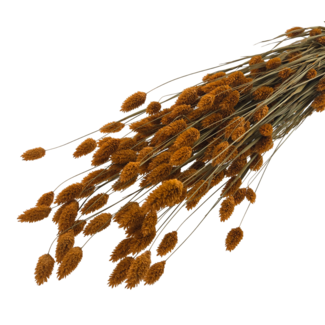 Dutch Dried Orange Phalaris dried flowers | Length ± 65 centimetres | Weight ± 150 grams