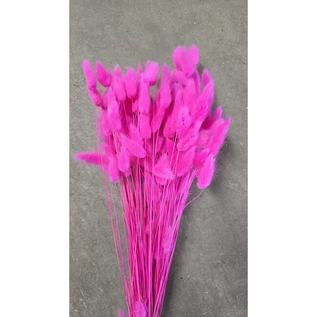 Dark pink Lagurus dried flowers | Length ± 65 centimetres | Weight ± 100 grams