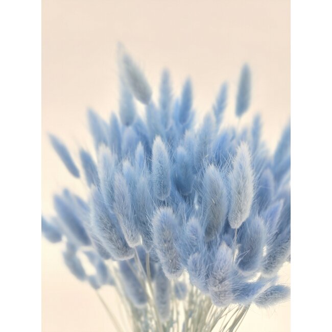 Hellblaue Lagurus Trockenblumen | Länge ± 65 Zentimeter | Gewicht ± 100 Gramm
