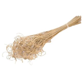 Dutch Dried Naturelle Curly Ting Ting Trockenblumen | Länge ± 60 Zentimeter | Gewicht ± 100 Gramm