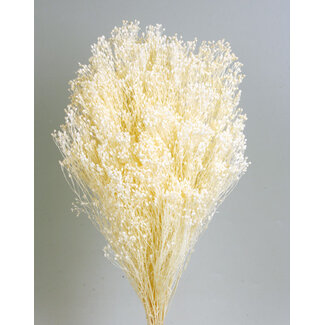 Casa Alegria White bleached Broom Bloom dried flowers | Length ± 55 centimetres | Weight 100 grams