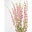 Delphinium Rose Naturel - Pied d'alouette fleurs séchées | Longueur ± 70 centimètres | Poids ± 100 grammes