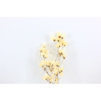 Dutch Dried White bleached Bougainvillea dried flowers | Length ± 45 centimetres | Weight ± 35 grams