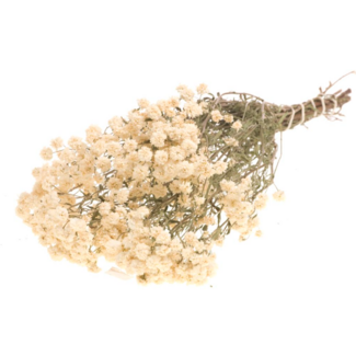 Dutch Dried Natural white Achillea Ptarmica dried flowers | Length ± 40 centimetres | Weight ± 100 grams