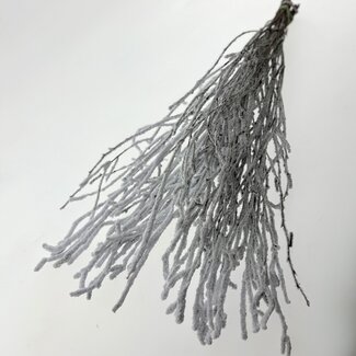 Dutch Dried White Snow-Covered Birch Branches | Length ± 60 centimetres | Per 10 branches