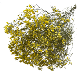 Dutch Dried Gele  Gypsophila droogbloemen | Gedroogd Gipskruid | Lengte ± 65 centimeter | Per 5 takken