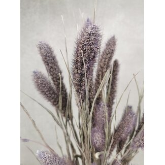 Dutch Dried Frosted Milka Setarea dried flowers | Length ± 70 centimetres | Weight ± 150 grams