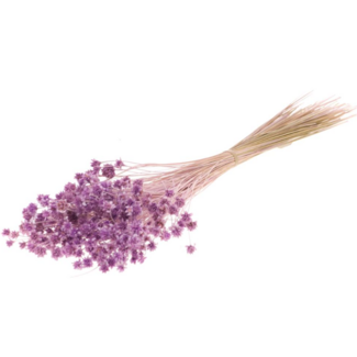 Dutch Dried Milka paarse Hill Flowers droogbloemen | Lengte ± 45 centimeter | Gewicht ± 100 gram
