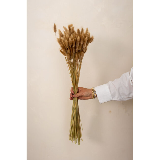Naturelle Lagurus Ovatus droogbloemen | Lengte ± 70 centimeter | Gewicht ± 100 gram