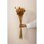 Natural Lagurus Ovatus dried flowers | Length ± 70 centimetres | Weight ± 100 grams
