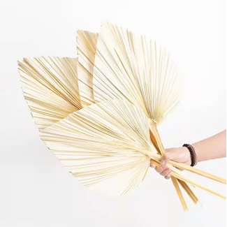 Casa Alegria White Bleached Palm Spear Gigante | Length ± 50 centimetres | Per 3 stems