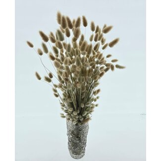 Dutch Dried Lagurus Ovatus séchées naturelles | Longueur ± 65 centimètres | Poids ± 100 grammes | Origine Pays-Bas