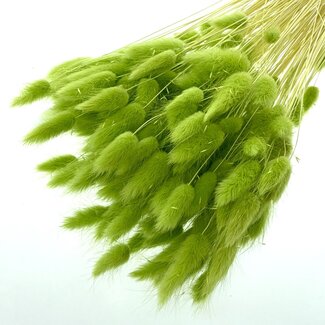 Dolce Vita Groene Lagurus droogbloemen | Lengte ± 65 centimeter | Gewicht ± 100 gram