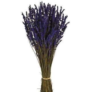 Casa Alegria Dark blue preserved Lavender | Length ± 45 centimetres | Weight ± 150 grams