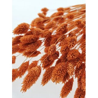Casa Alegria Oranje Phalaris Naranja droogbloemen | Lengte ± 65 centimeter | Gewicht ± 150 gram