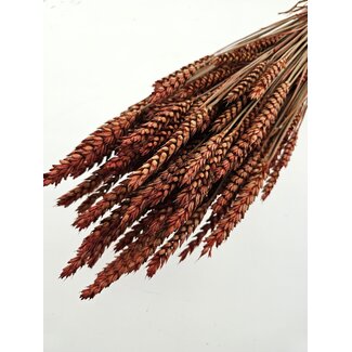 Dutch Dried Intense orange Triticum - Wheat dried flowers | Length ± 70 centimetres | Weight ± 175 grams