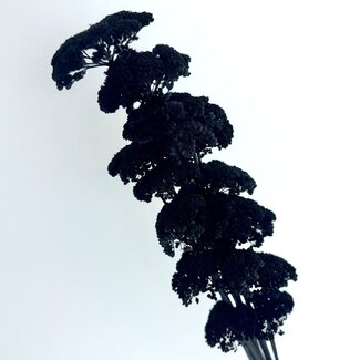 Casa Alegria Black Achillea Filipendulina dried flowers | Length ± 65 centimetres | Weight ± 100 grams