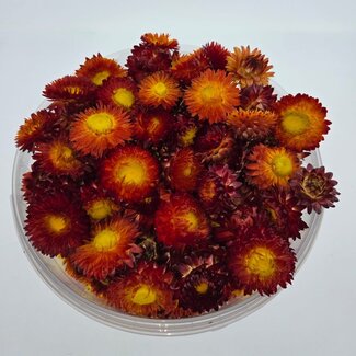 Dutch Dried Heads of Red Helichrysum - Strawflowers | In resealable bucket | Weight ± 100 grams