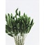 Donkergroene Lagurus droogbloemen | Lengte ± 65 centimeter | Gewicht ± 100 gram
